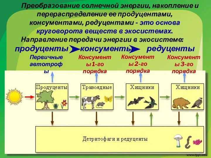 Преобразование солнечной энергии, накопление и перераспределение ее продуцентами, консументами, редуцентами -