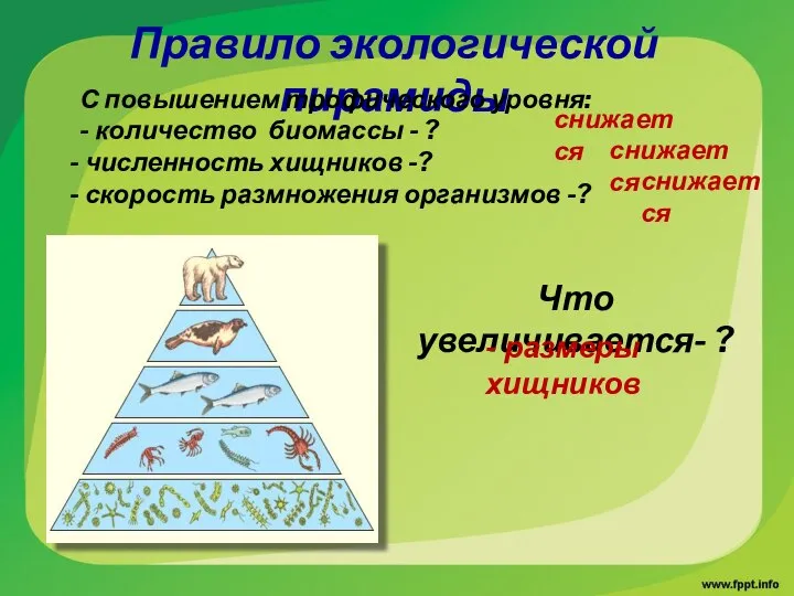 Правило экологической пирамиды С повышением трофического уровня: - количество биомассы -