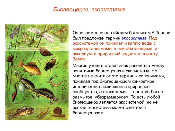 Биогеоценоз, экосистема Одновременно английским ботаником А.Тенсли был предложен термин экосистема. Под
