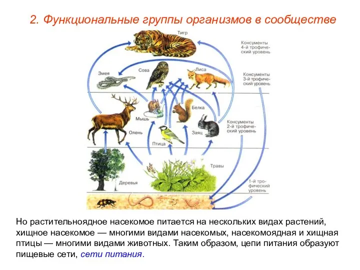 2. Функциональные группы организмов в сообществе Но растительноядное насекомое питается на