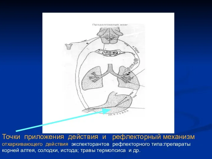 Точки приложения действия и рефлекторный механизм отхаркивающего действия экспекторантов рефлекторного типа:препараты