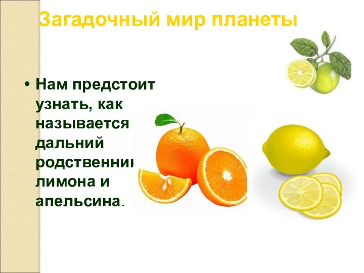 Загадочный мир планеты Нам предстоит узнать, как называется дальний родственник лимона и апельсина.