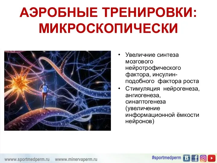 АЭРОБНЫЕ ТРЕНИРОВКИ: МИКРОСКОПИЧЕСКИ Увеличние синтеза мозгового нейротрофического фактора, инсулин-подобного фактора роста