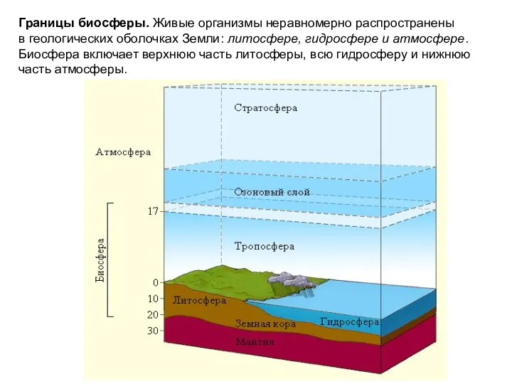 Границы биосферы. Живые организмы неравномерно распространены в геологических оболочках Земли: литосфере,