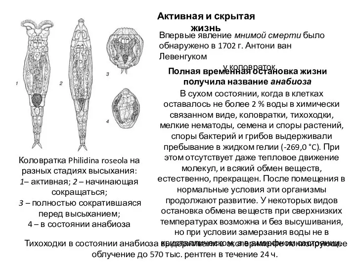 Впервые явление мнимой смерти было обнаружено в 1702 г. Антони ван