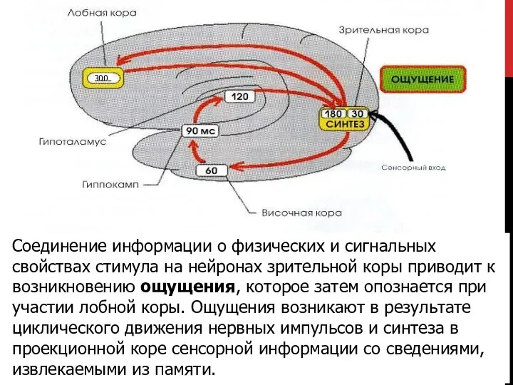 Соединение информации о физических и сигнальных свойствах стимула на нейронах зрительной