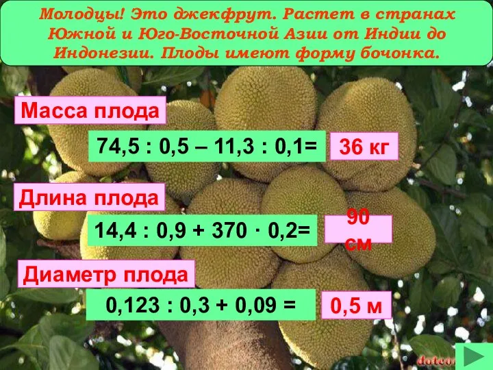 Молодцы! Это джекфрут. Растет в странах Южной и Юго-Восточной Азии от