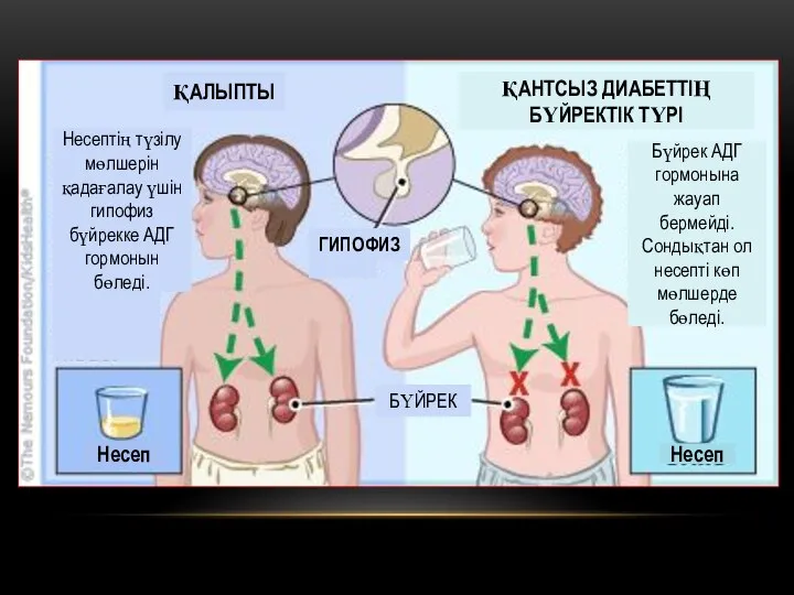 Несептің түзілу мөлшерін қадағалау үшін гипофиз бүйрекке АДГ гормонын бөледі. Несеп