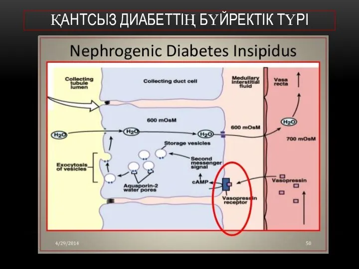 ҚАНТСЫЗ ДИАБЕТТІҢ БҮЙРЕКТІК ТҮРІ