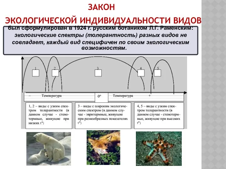 ЗАКОН ЭКОЛОГИЧЕСКОЙ ИНДИВИДУАЛЬНОСТИ ВИДОВ был сформулирован в 1924 г. русским ботаником