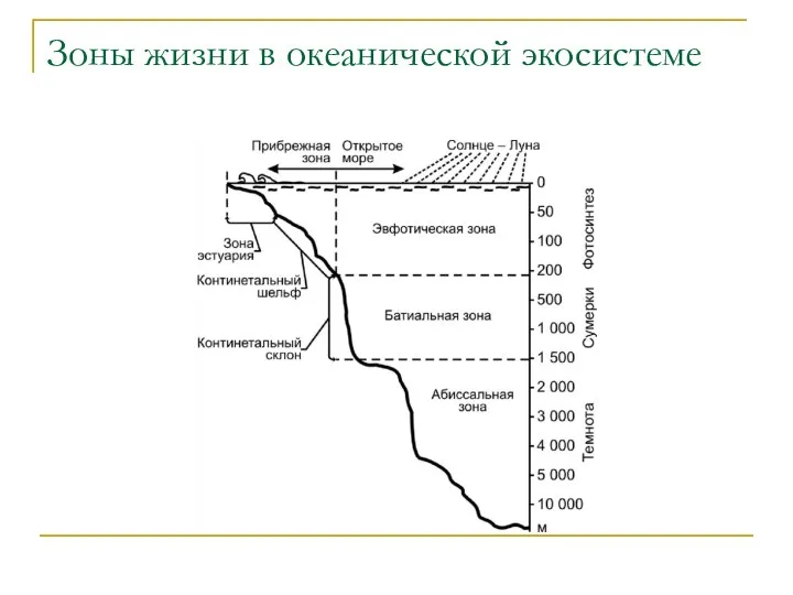 Зоны жизни в океанической экосистеме