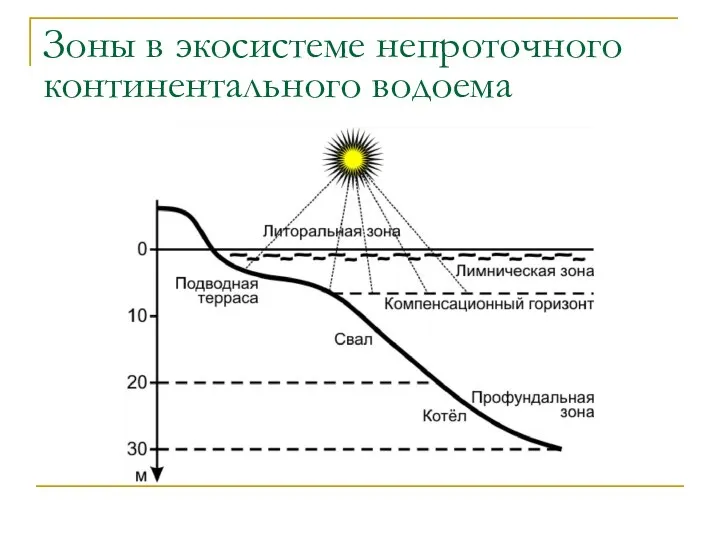 Зоны в экосистеме непроточного континентального водоема