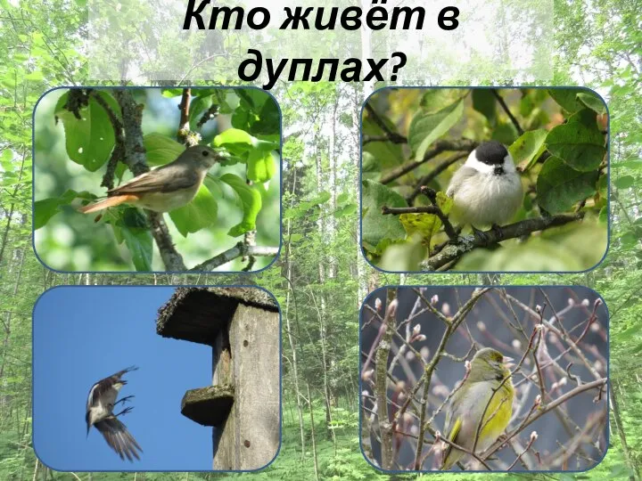 Кто живёт в дуплах?