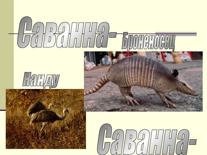 Саванна- Нанду Броненосец Саванна-