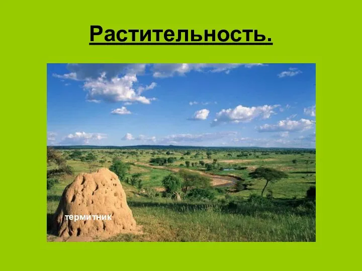 Растительность. термитник