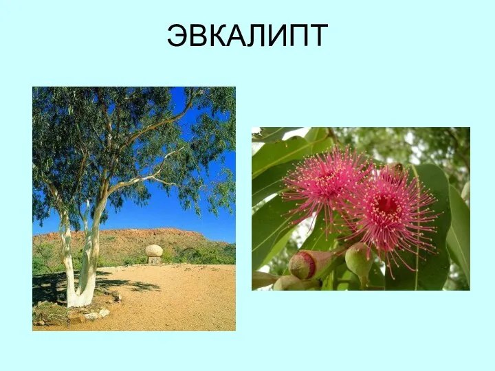 ЭВКАЛИПТ