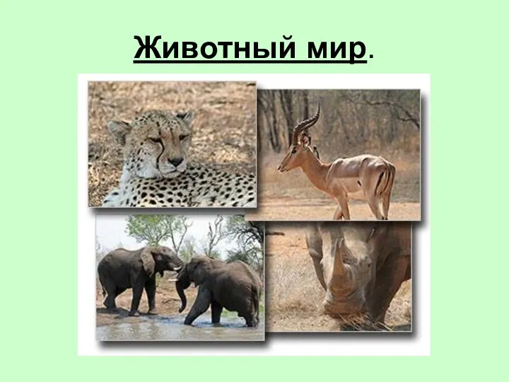 Животный мир.