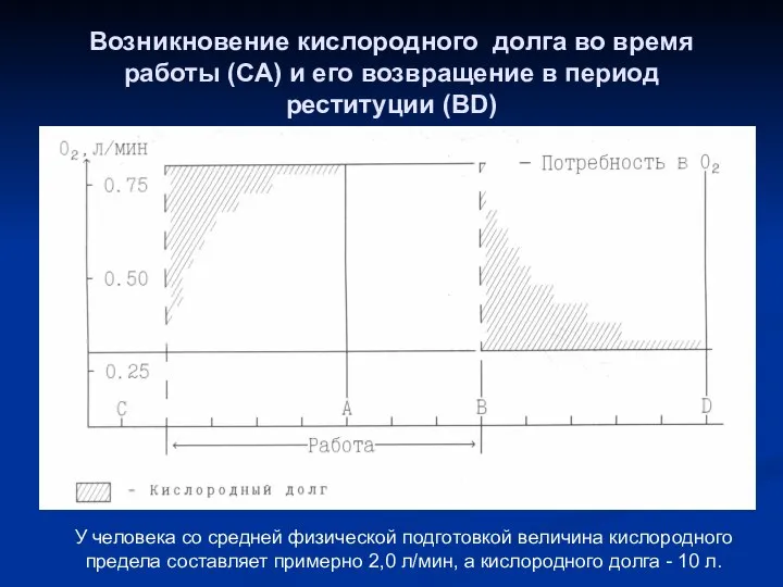 Возникновение кислородного долга во время работы (СА) и его возвращение в