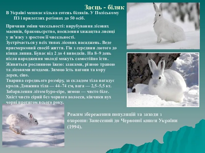 Заєць - біляк В Україні мешкає кілька сотень біляків. У Поліському