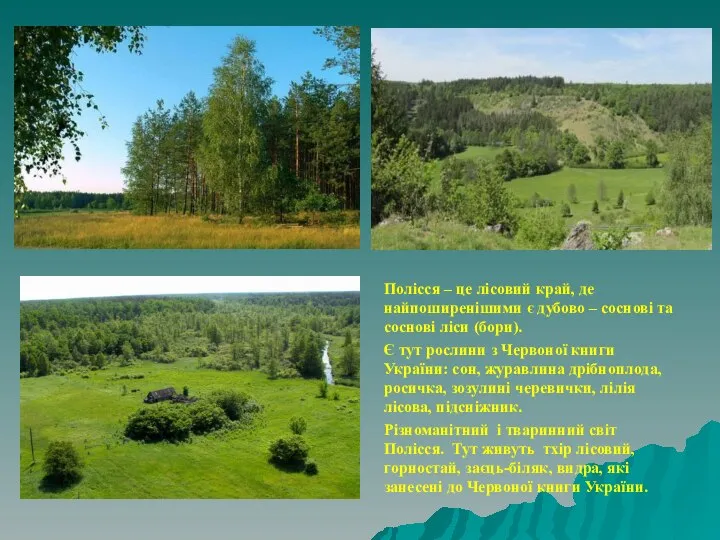 Полісся – це лісовий край, де найпоширенішими є дубово – соснові