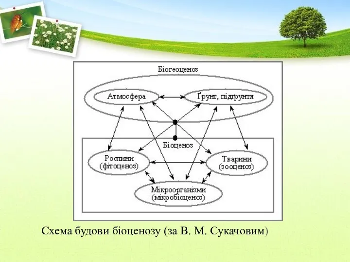 Схема будови біоценозу (за В. М. Сукачовим)