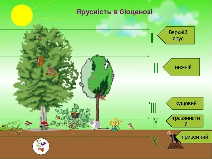 Верхній ярус нижній кущовий травянистий приземний