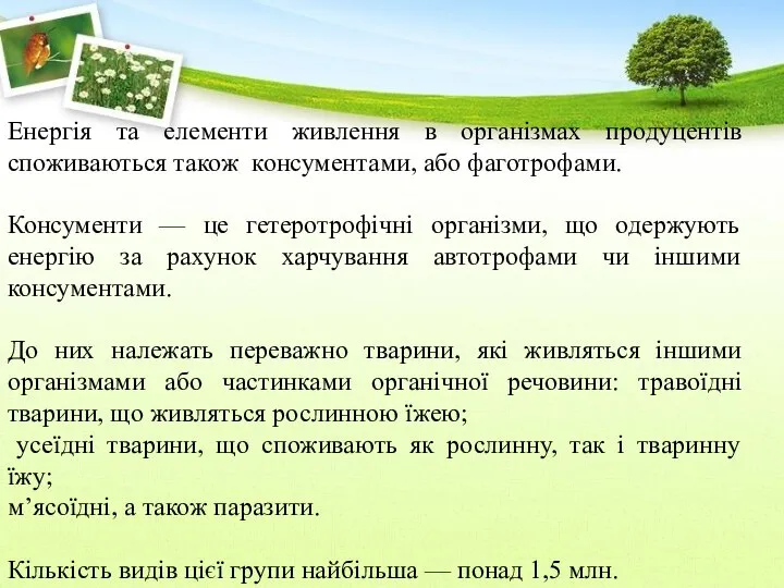 Енергія та елементи живлення в організмах продуцентів споживаються також консументами, або