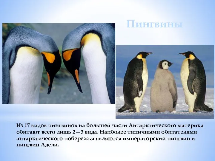 Из 17 видов пингвинов на большей части Антарктического материка обитают всего
