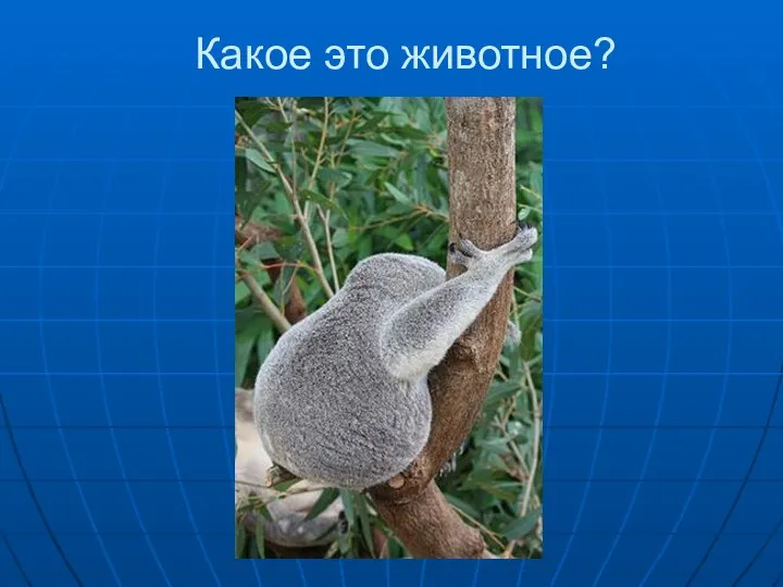 Какое это животное?