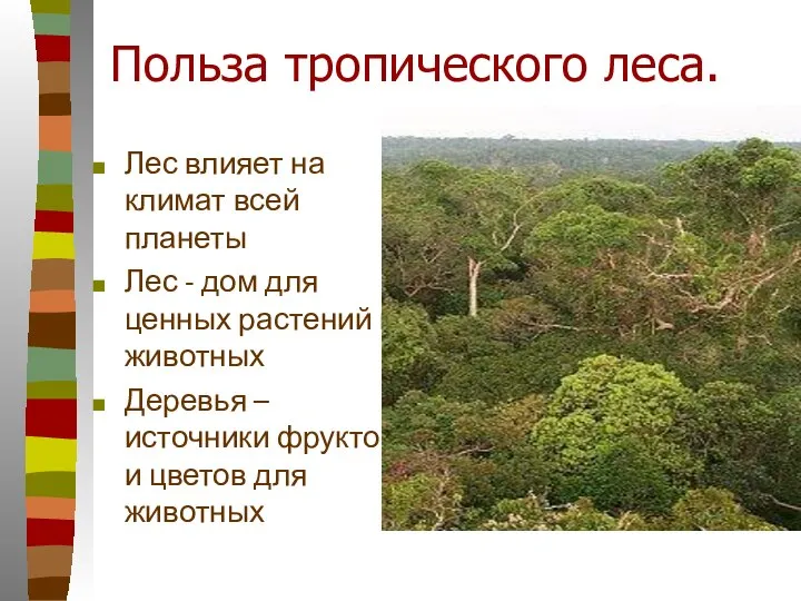 Польза тропического леса. Лес влияет на климат всей планеты Лес -