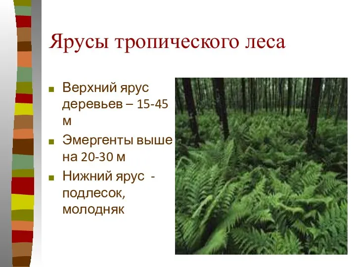 Ярусы тропического леса Верхний ярус деревьев – 15-45 м Эмергенты выше