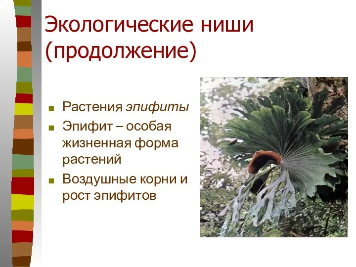 Экологические ниши (продолжение) Растения эпифиты Эпифит – особая жизненная форма растений Воздушные корни и рост эпифитов
