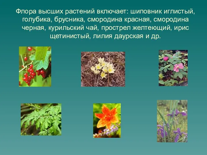 Флора высших растений включает: шиповник иглистый, голубика, брусника, смородина красная, смородина