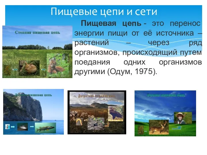 Пищевая цепь - это перенос энергии пищи от её источника –