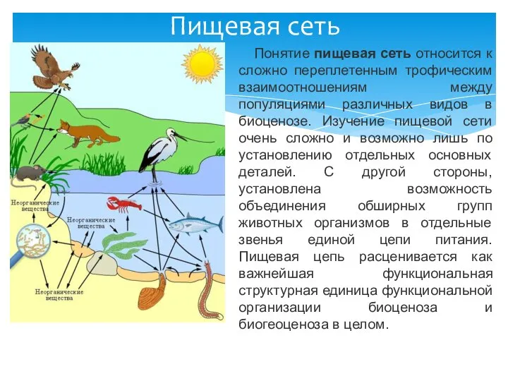 Понятие пищевая сеть относится к сложно переплетенным трофическим взаимоотношениям между популяциями