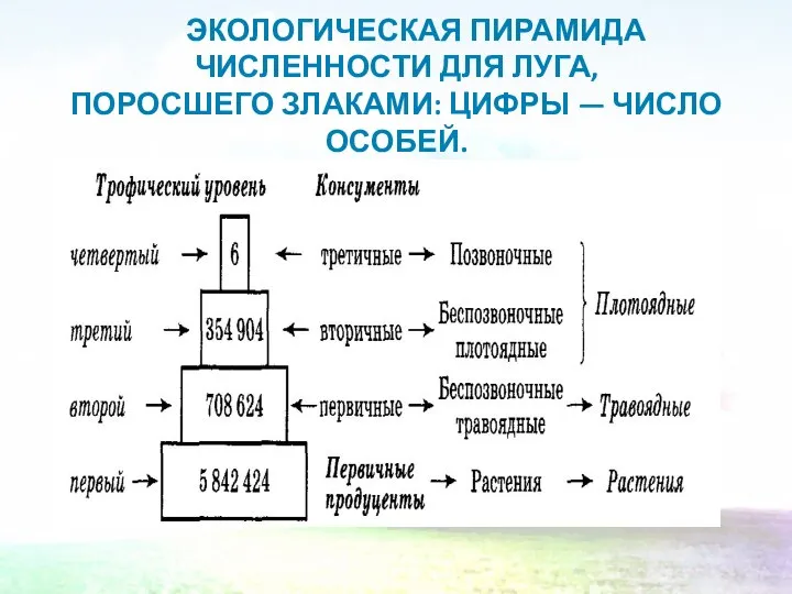 ЭКОЛОГИЧЕСКАЯ ПИРАМИДА ЧИСЛЕННОСТИ ДЛЯ ЛУГА, ПОРОСШЕГО ЗЛАКАМИ: ЦИФРЫ — ЧИСЛО ОСОБЕЙ.