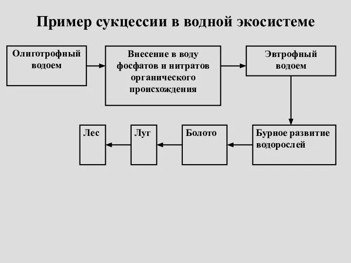 Пример сукцессии в водной экосистеме