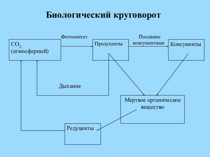 Биологический круговорот