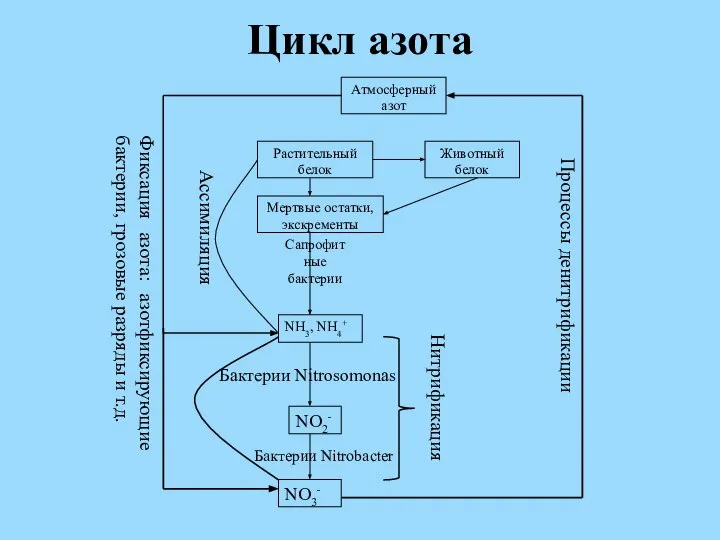 Цикл азота