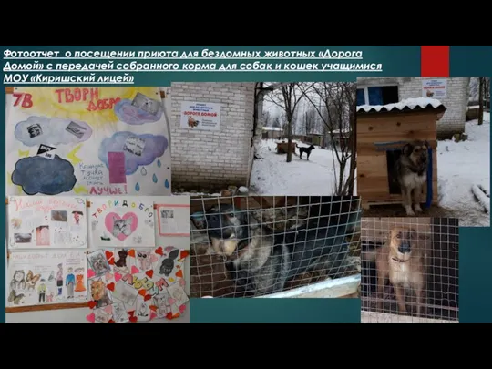 Фотоотчет о посещении приюта для бездомных животных «Дорога Домой» с передачей