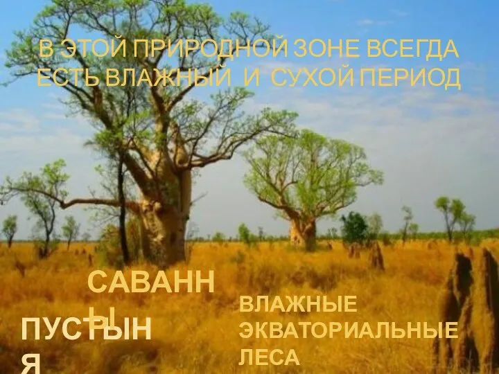 В ЭТОЙ ПРИРОДНОЙ ЗОНЕ ВСЕГДА ЕСТЬ ВЛАЖНЫЙ И СУХОЙ ПЕРИОД ПУСТЫНЯ САВАННЫ ВЛАЖНЫЕ ЭКВАТОРИАЛЬНЫЕ ЛЕСА