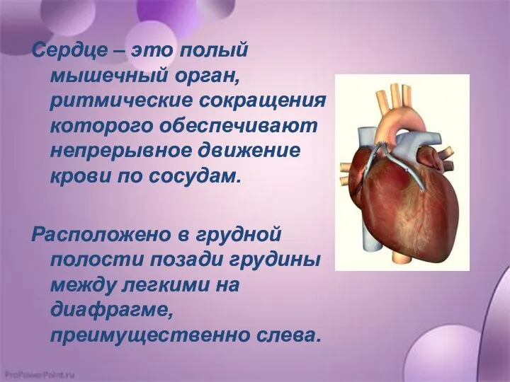 Сердце – это полый мышечный орган, ритмические сокращения которого обеспечивают непрерывное