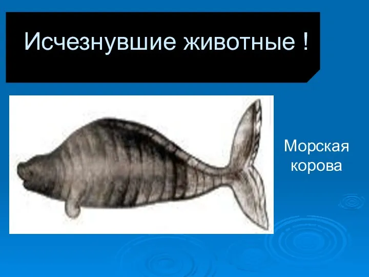 Исчезнувшие животные ! Морская корова