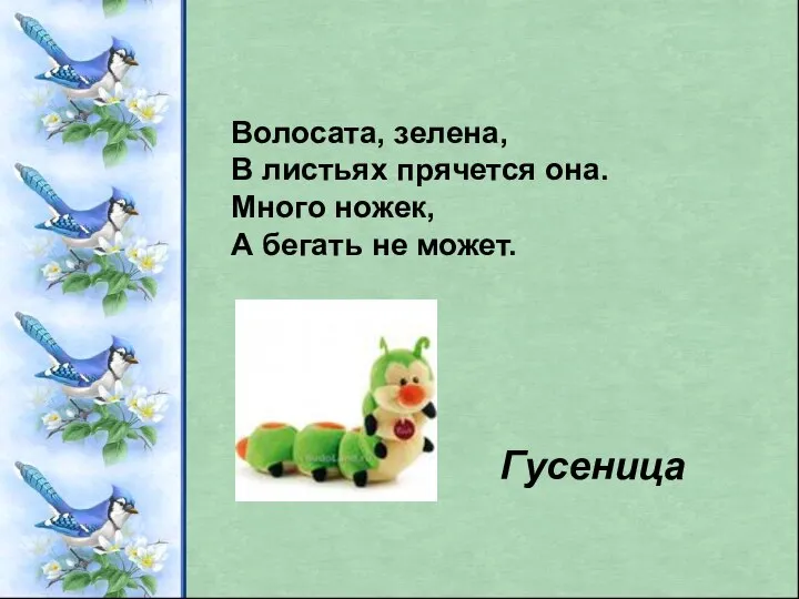 Волосата, зелена, В листьях прячется она. Много ножек, А бегать не может. Гусеница