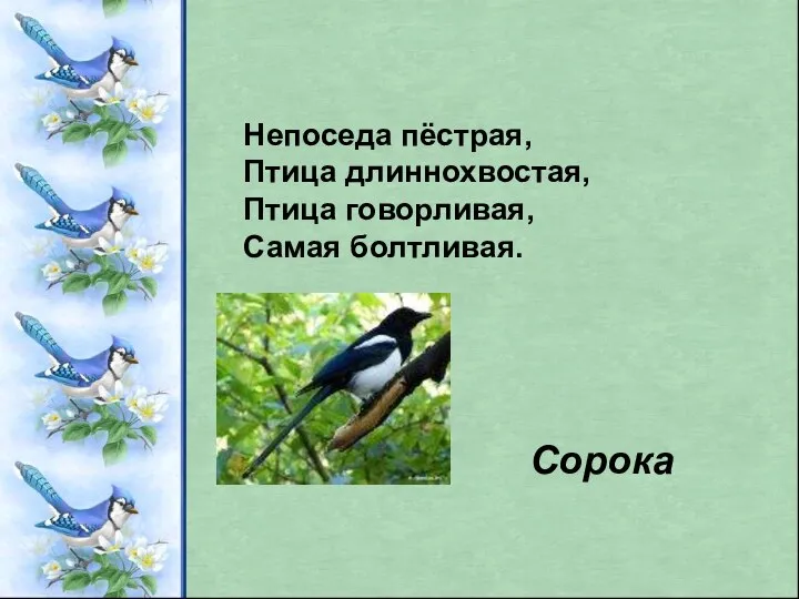 Непоседа пёстрая, Птица длиннохвостая, Птица говорливая, Самая болтливая. Сорока