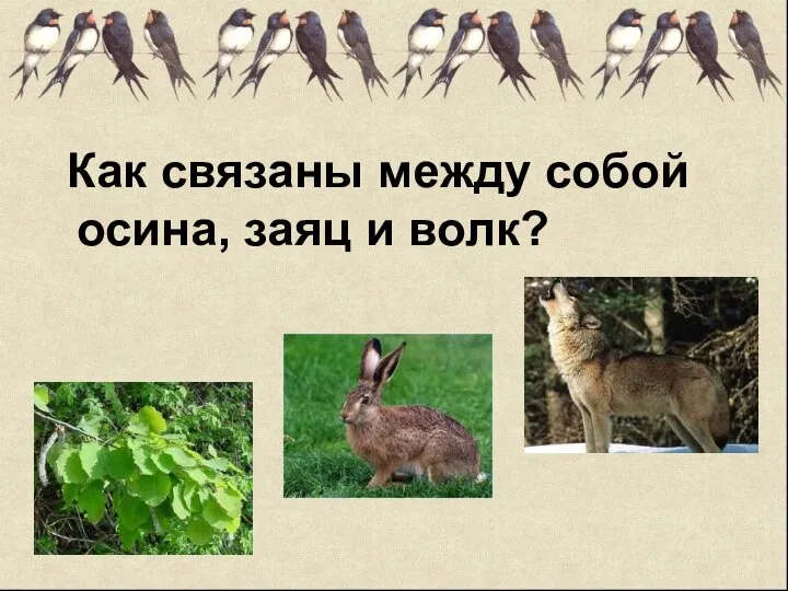 Как связаны между собой осина, заяц и волк?