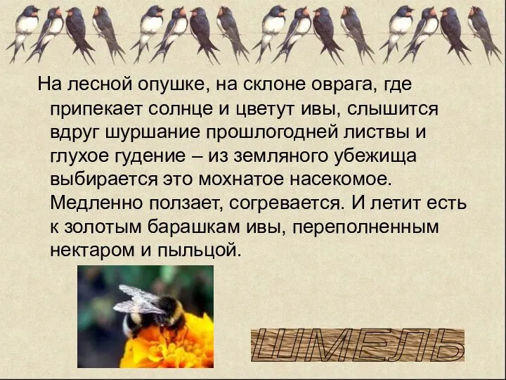 На лесной опушке, на склоне оврага, где припекает солнце и цветут