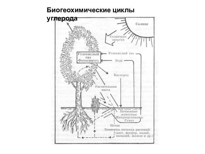 Биогеохимические циклы углерода