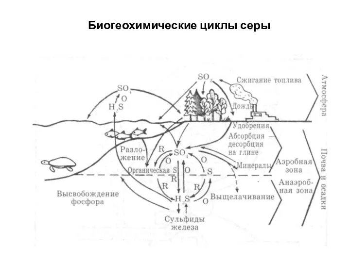 Биогеохимические циклы серы