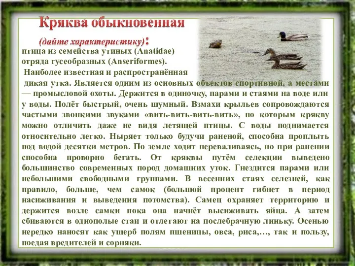 птица из семейства утиных (Anatidae) отряда гусеобразных (Anseriformes). Наиболее известная и